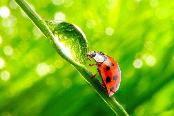 Coccinella sul gambo beve rugiada