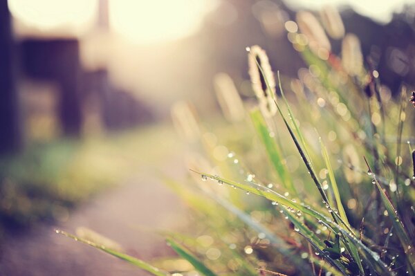 Green grass in dew at dawn