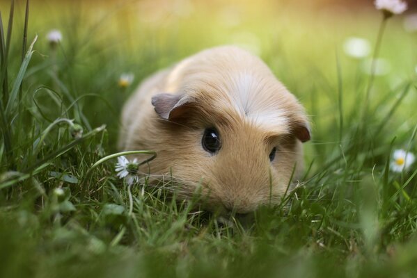 Meerschweinchen spazieren auf dem Rasen