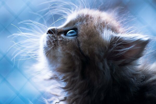 Gattino carino su sfondo blu