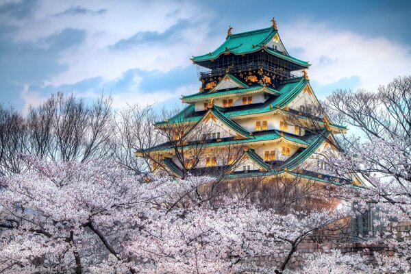 Tolle Aussicht vom Tempel auf eine blühende Sakura