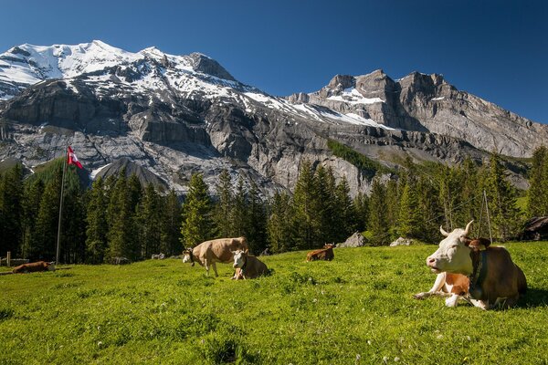 Cows on a lawn in the Swiss Alps