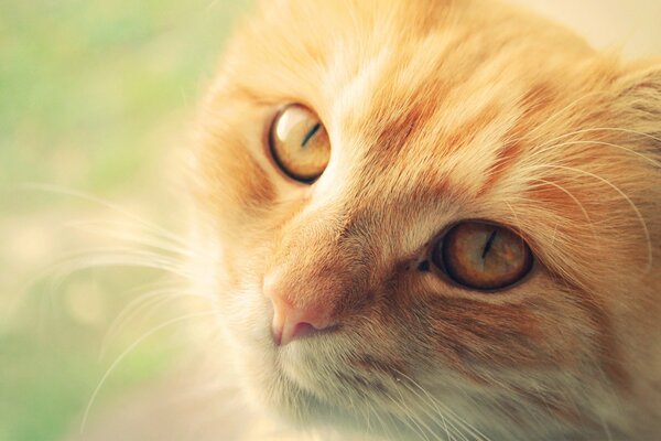 El hocico de un gatito rojo con una buena mirada