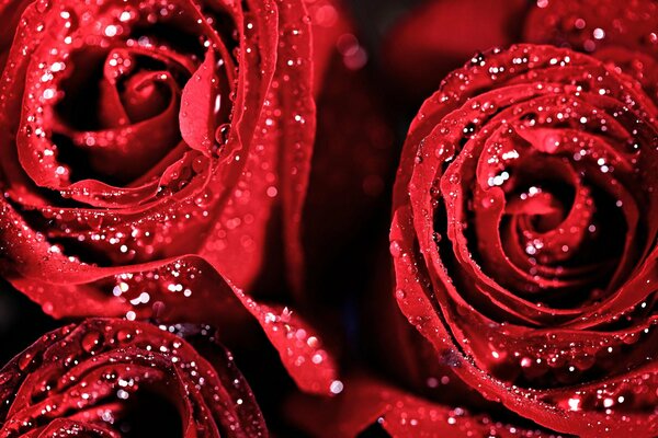 Rosas rojas perfectas en gotas de agua