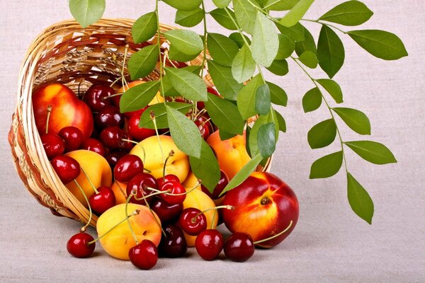 Basket with peaches and cherries