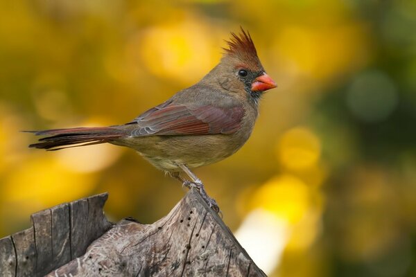 Piękny kolor kardynała, ptak z kępką