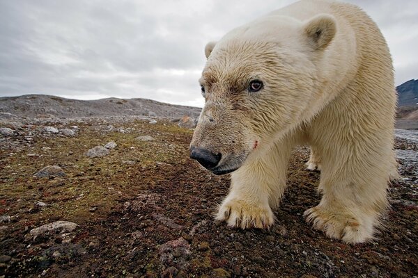 Северный медведь в естественных условиях