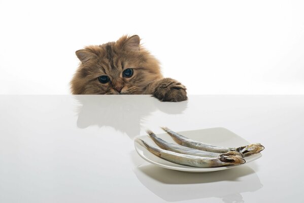 Котенок смотрит на тарелку с рыбой