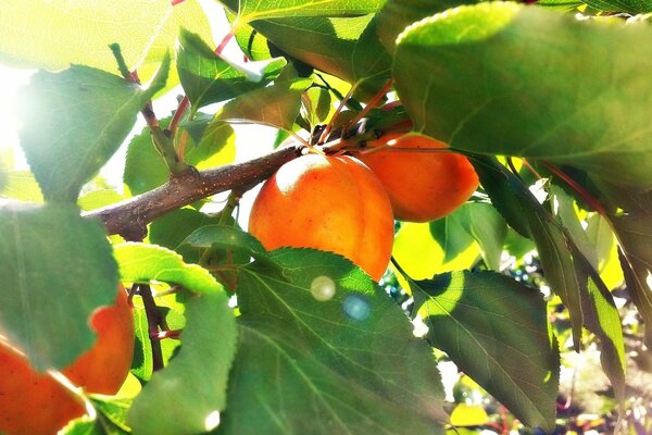 Apricots on a tree illuminated by the sun