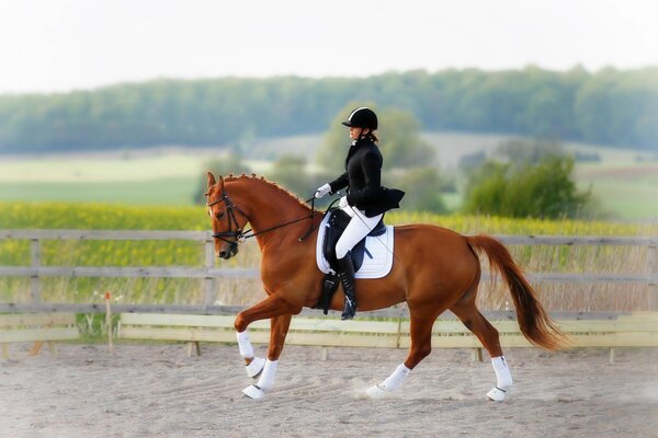 Cavaliere equestre su un cavallo marrone che cammina sulla sabbia