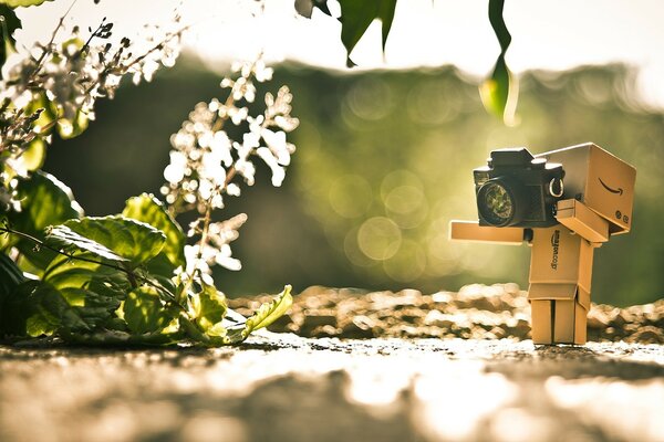 Cardboard man photographs plants