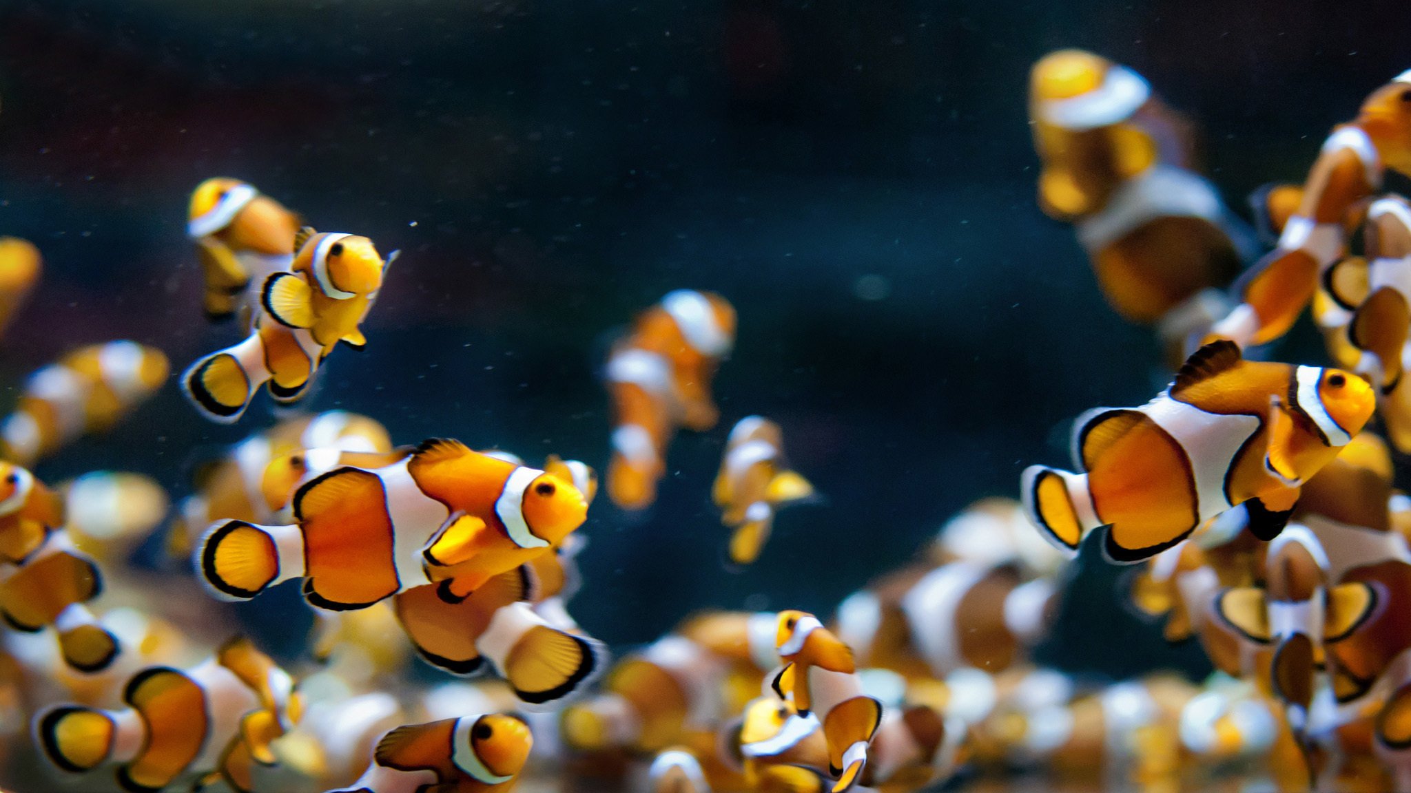 aquarium clowns fische