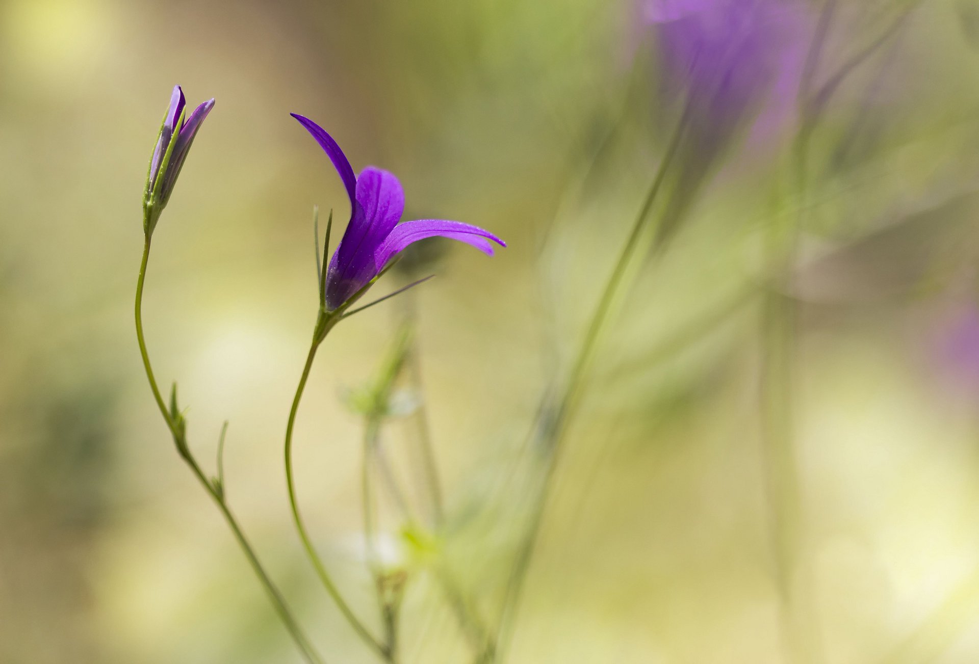 fiore lilla gemma sfondo sfocatura