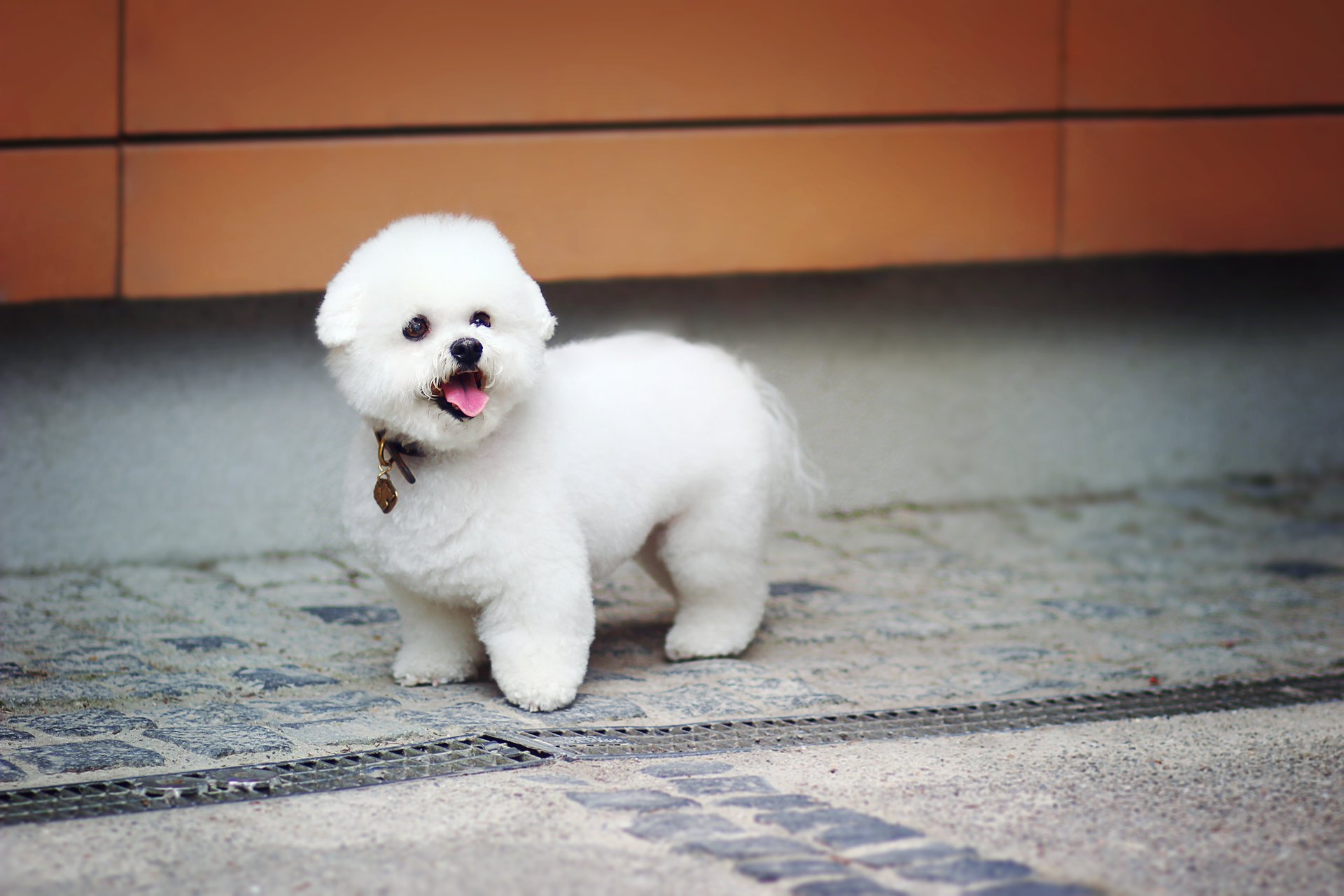 perrito niño felpa lindo cachorro zoológico perro