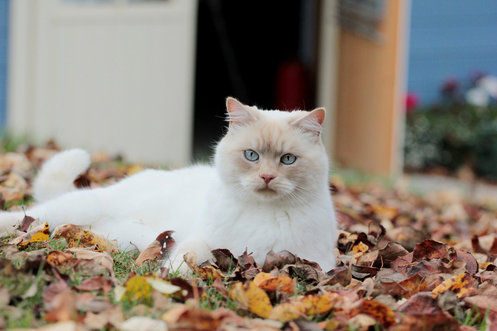 листья взгляд белая кошка опавшие осенние