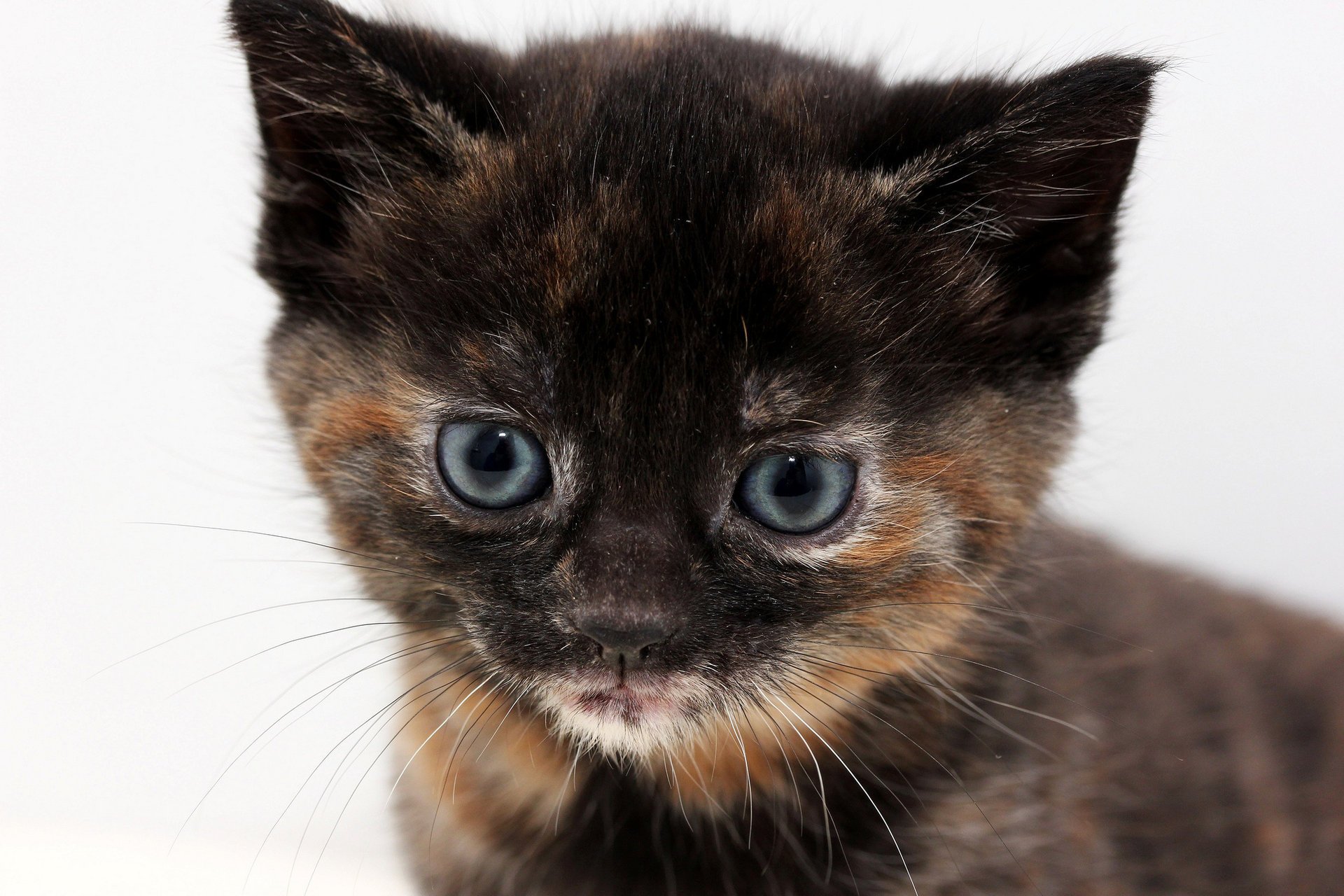 chaton tricolore portrait aux yeux bleus