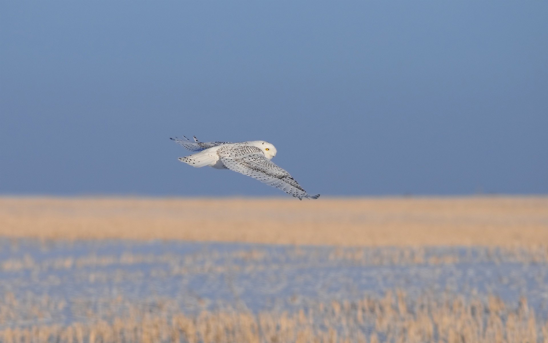 bird owl cold flight white dry gra