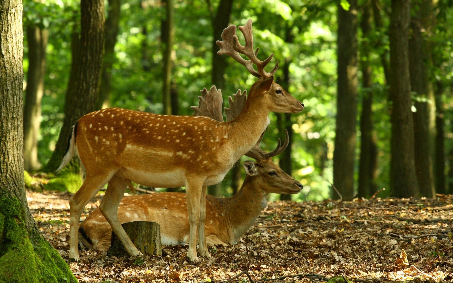 ciervos cuernos bosque naturaleza