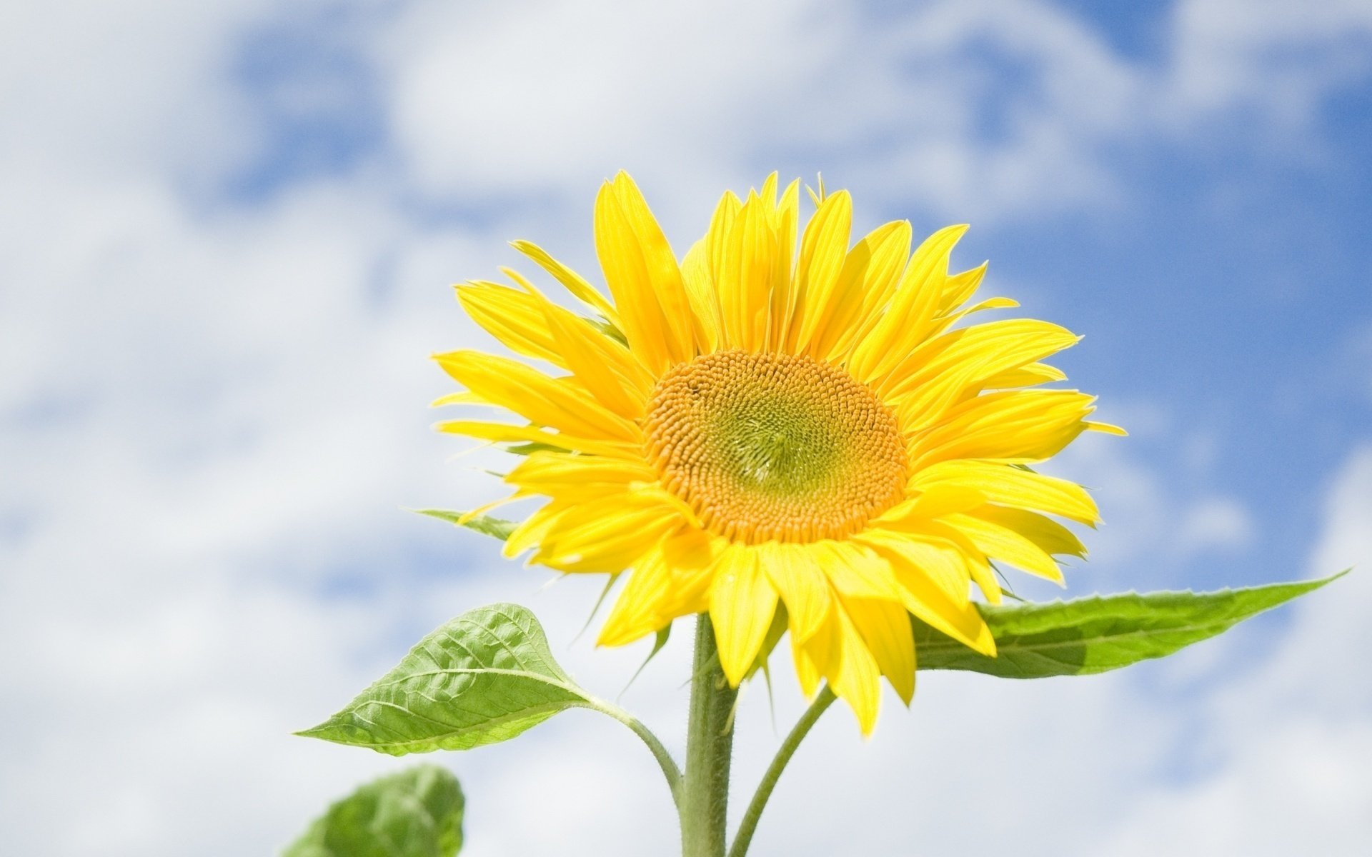 flower flower sky leaves bright sunflower flower