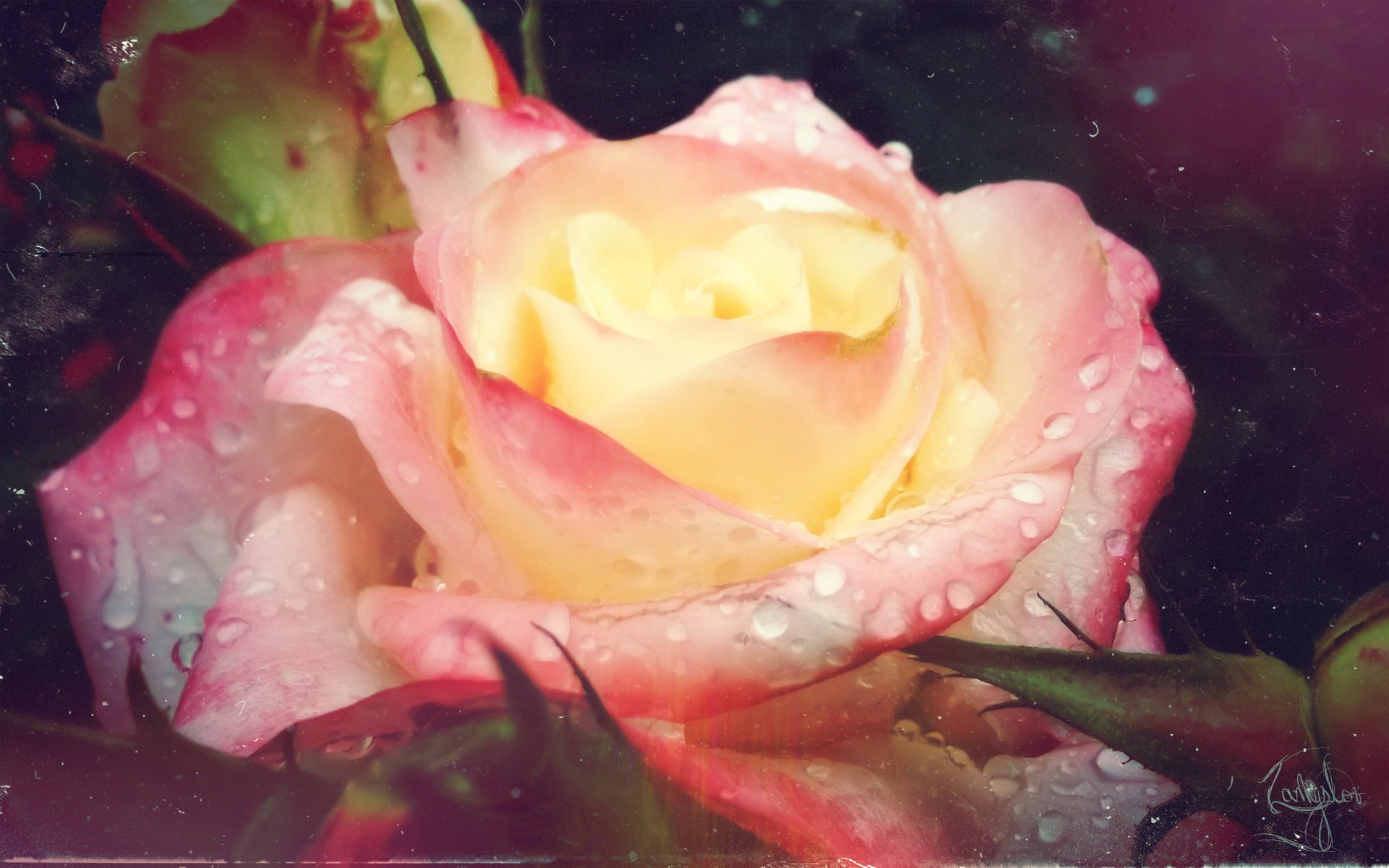 flowers rose nature vintage