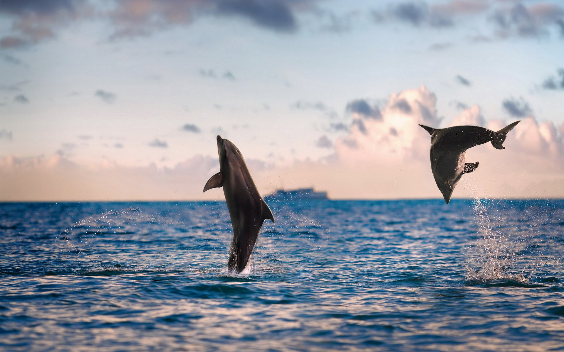 dolphins nature sea