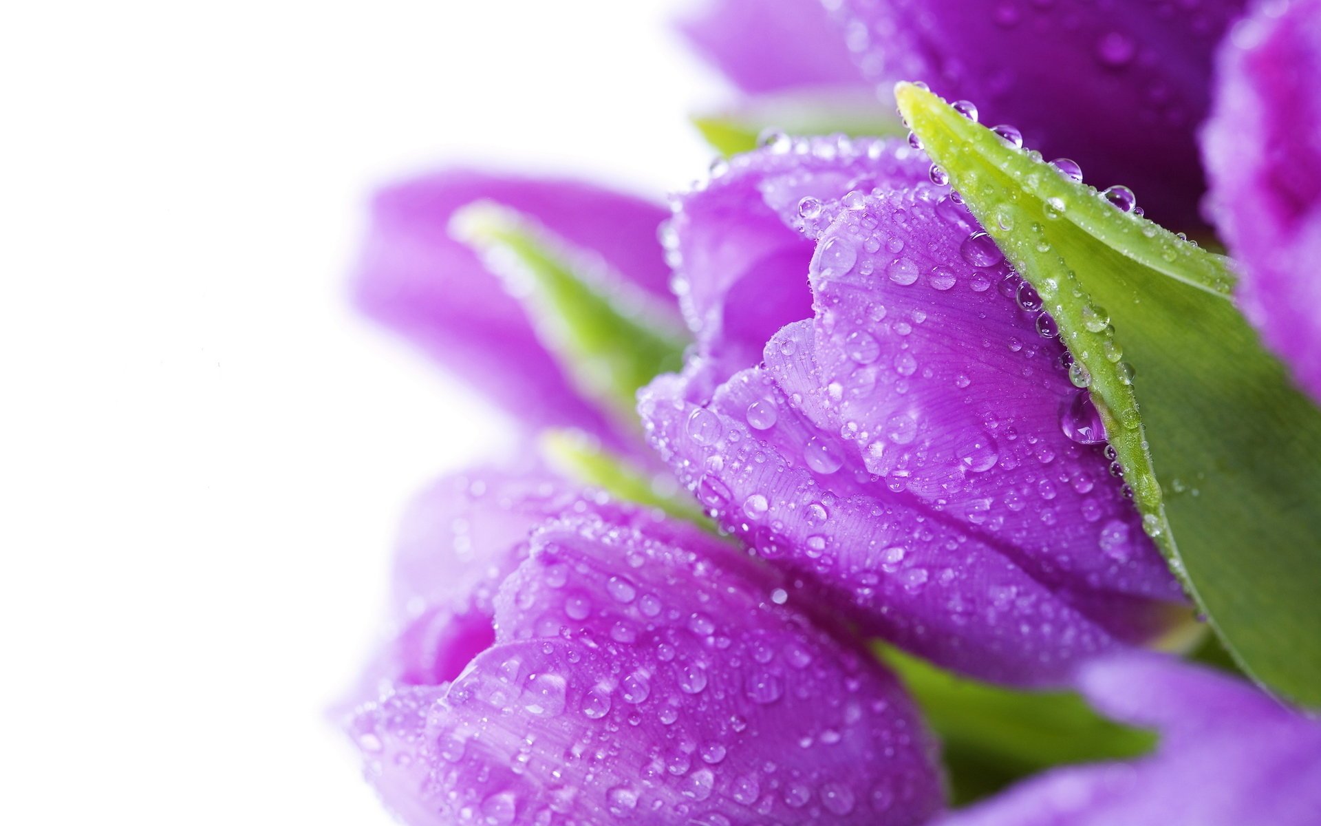 flowers tulips bouquet tulips bright flowers water drops violet beauty