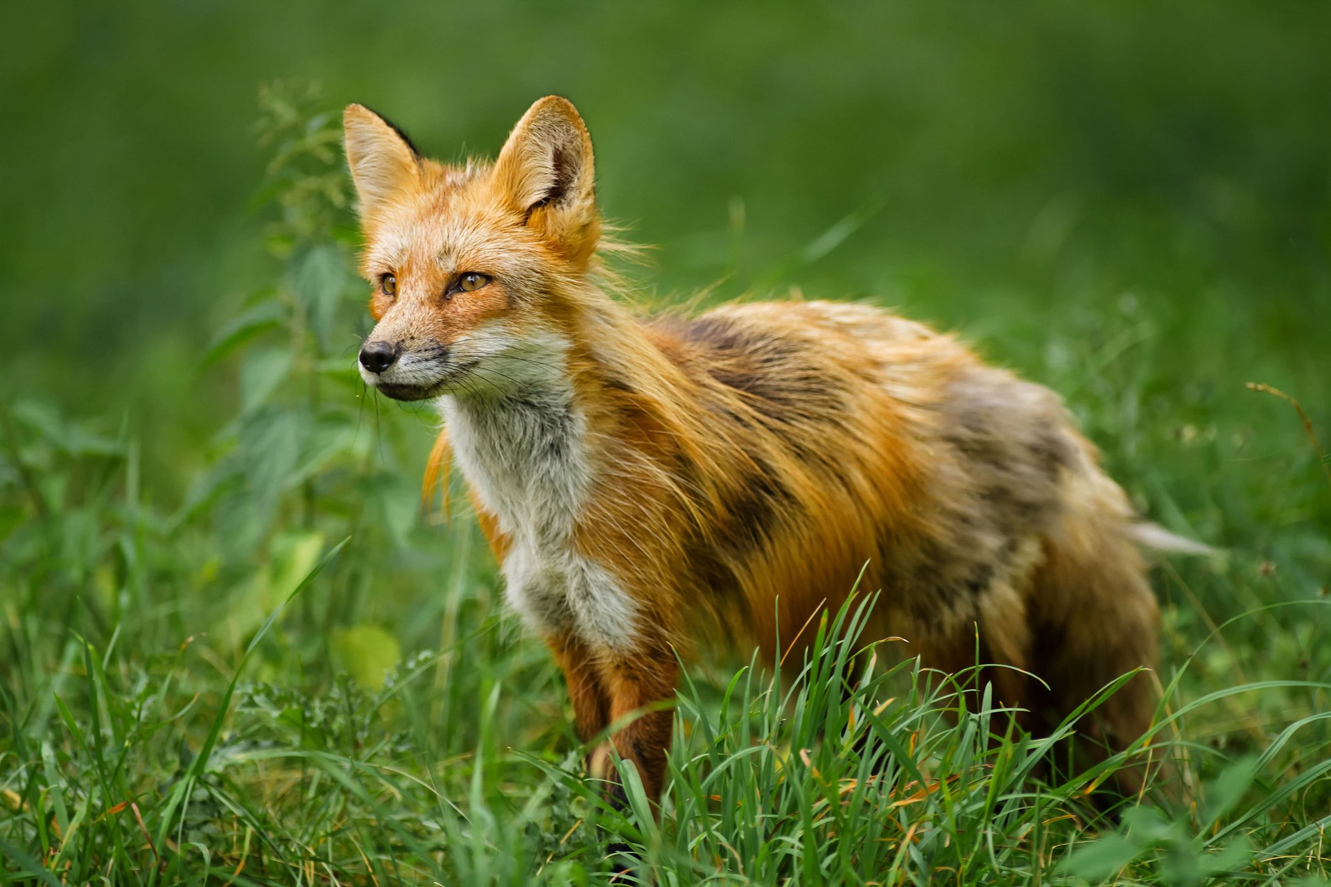 grass red fox