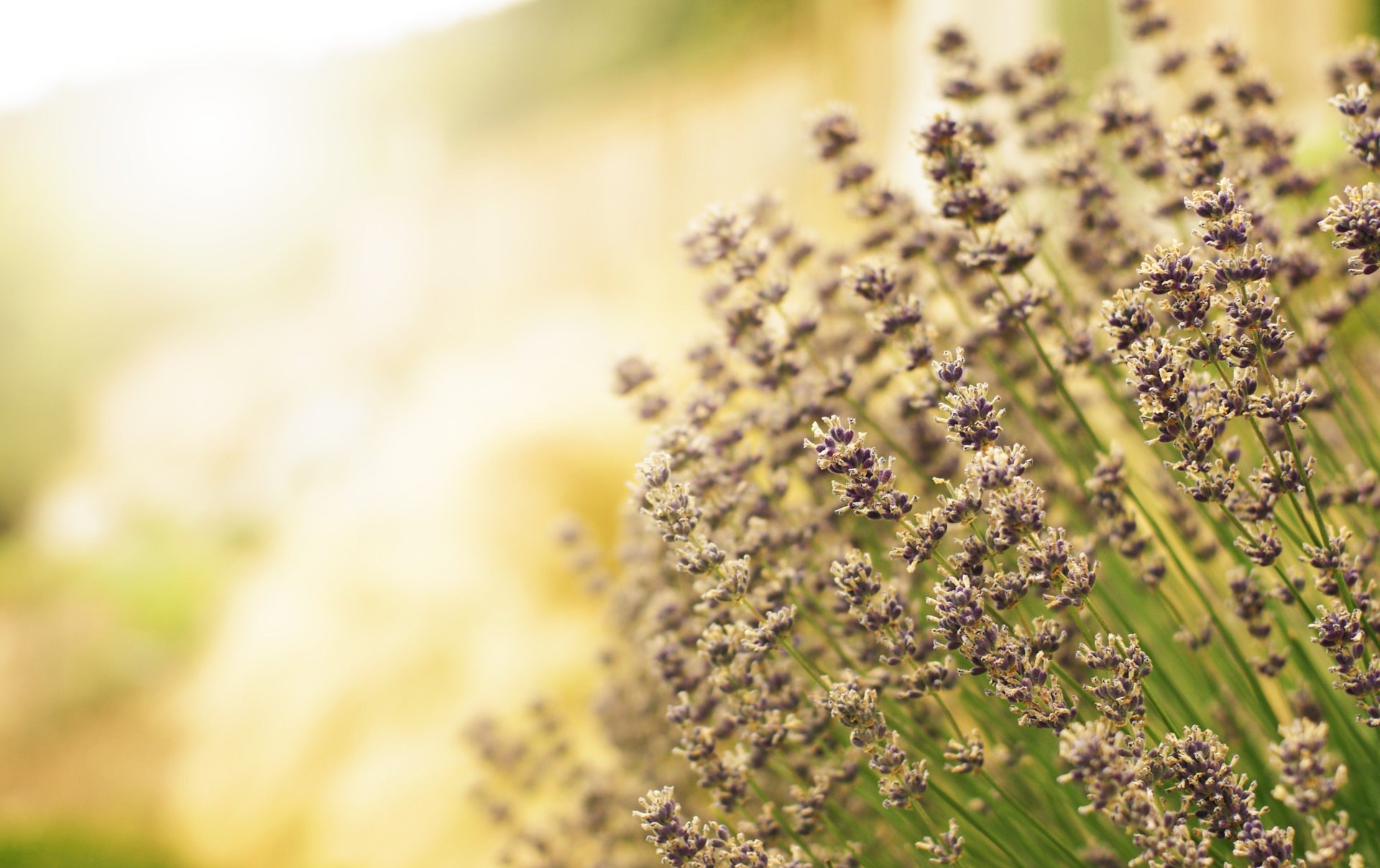 flowers lavender field blur purple light