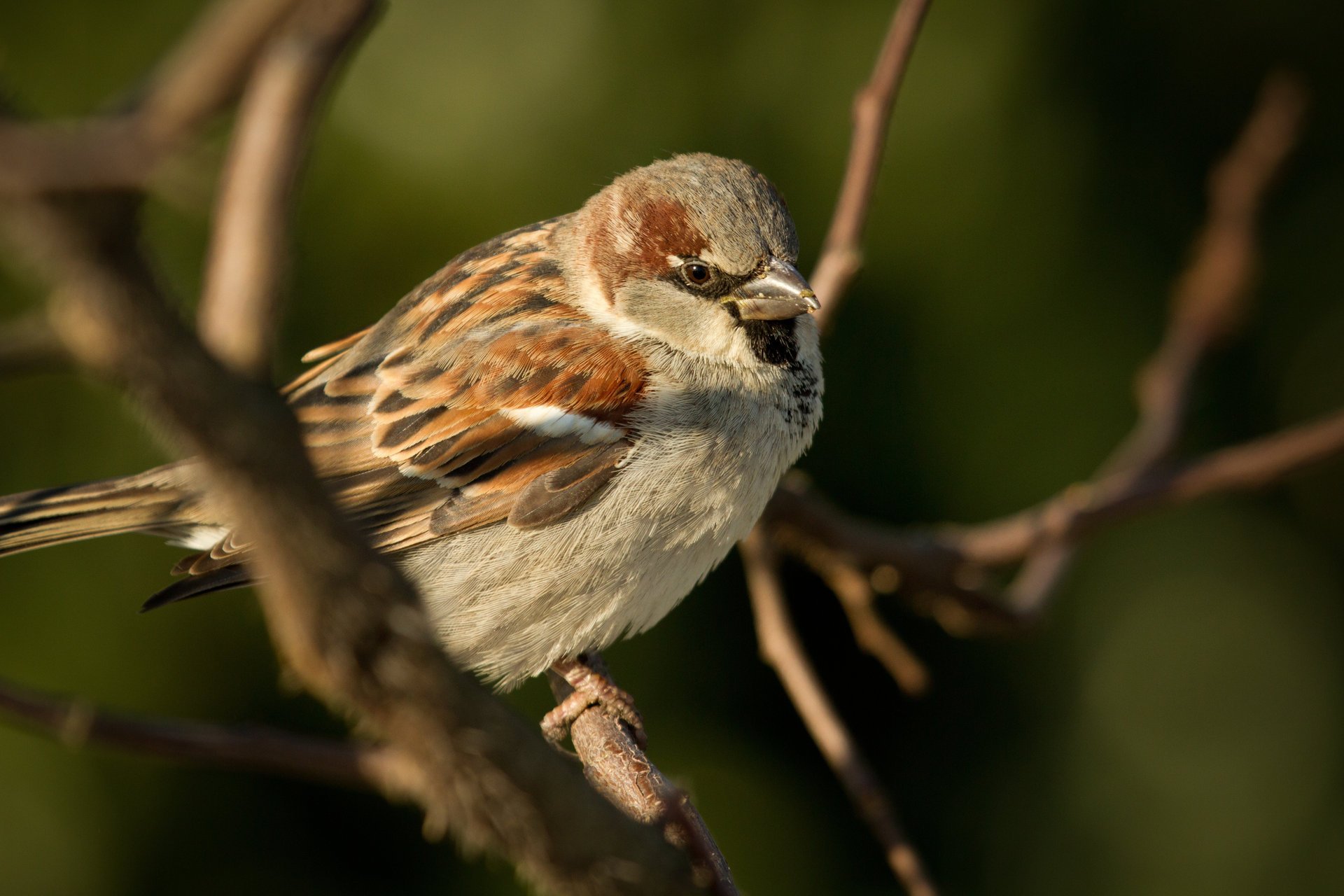 animals bird sparrow chick bird sparrow