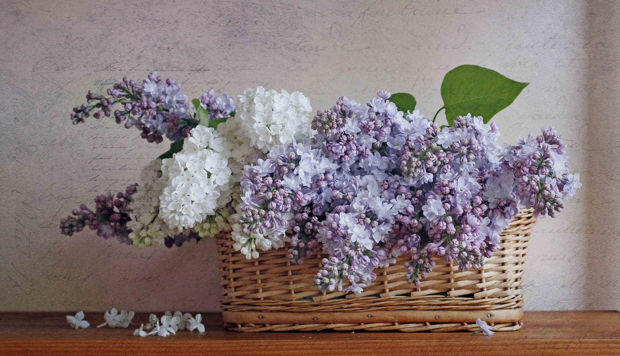 lilas nature morte panier doucement