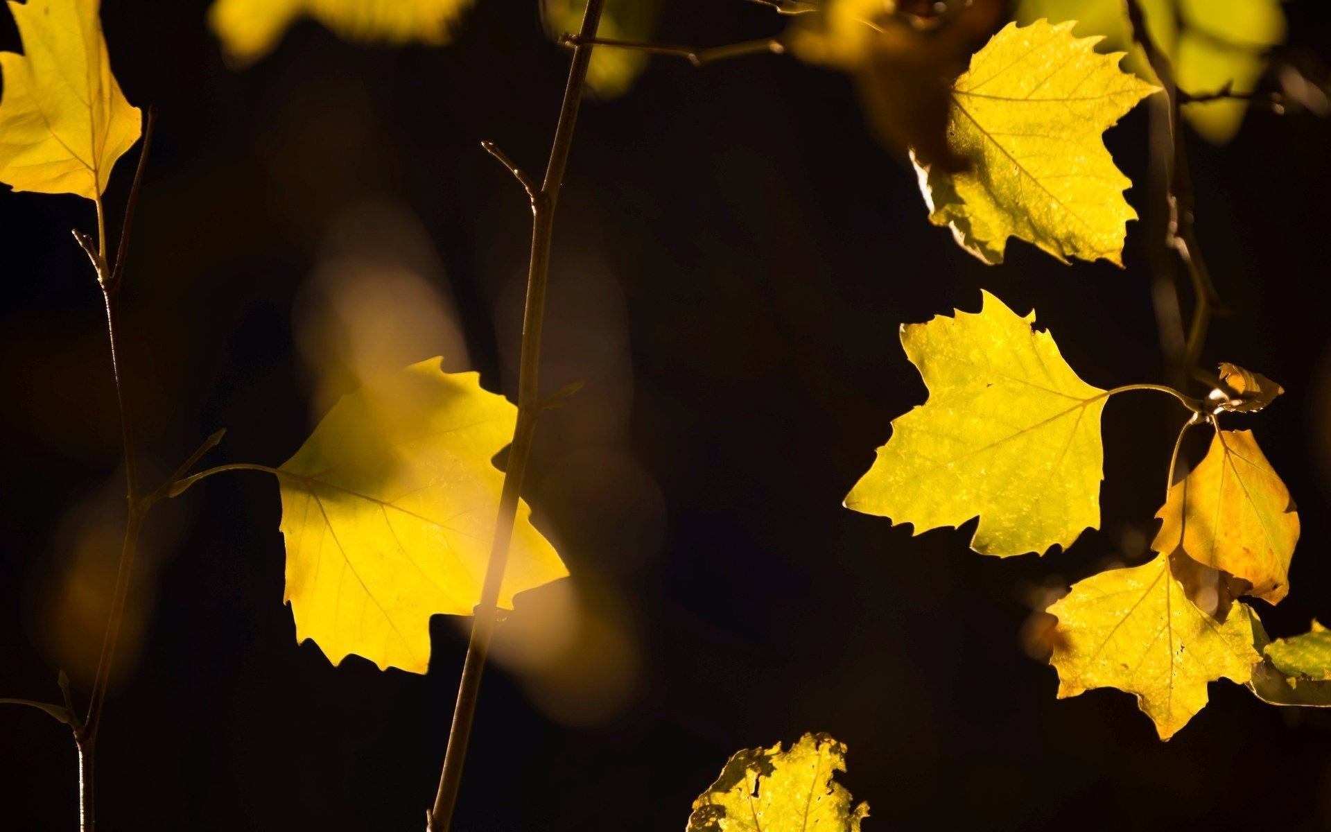 gros plan jaune arbre folioles feuille feuilles jaunes