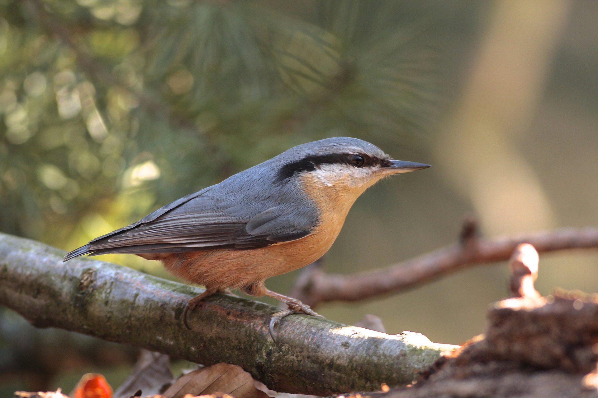 tree branch glare blur bird