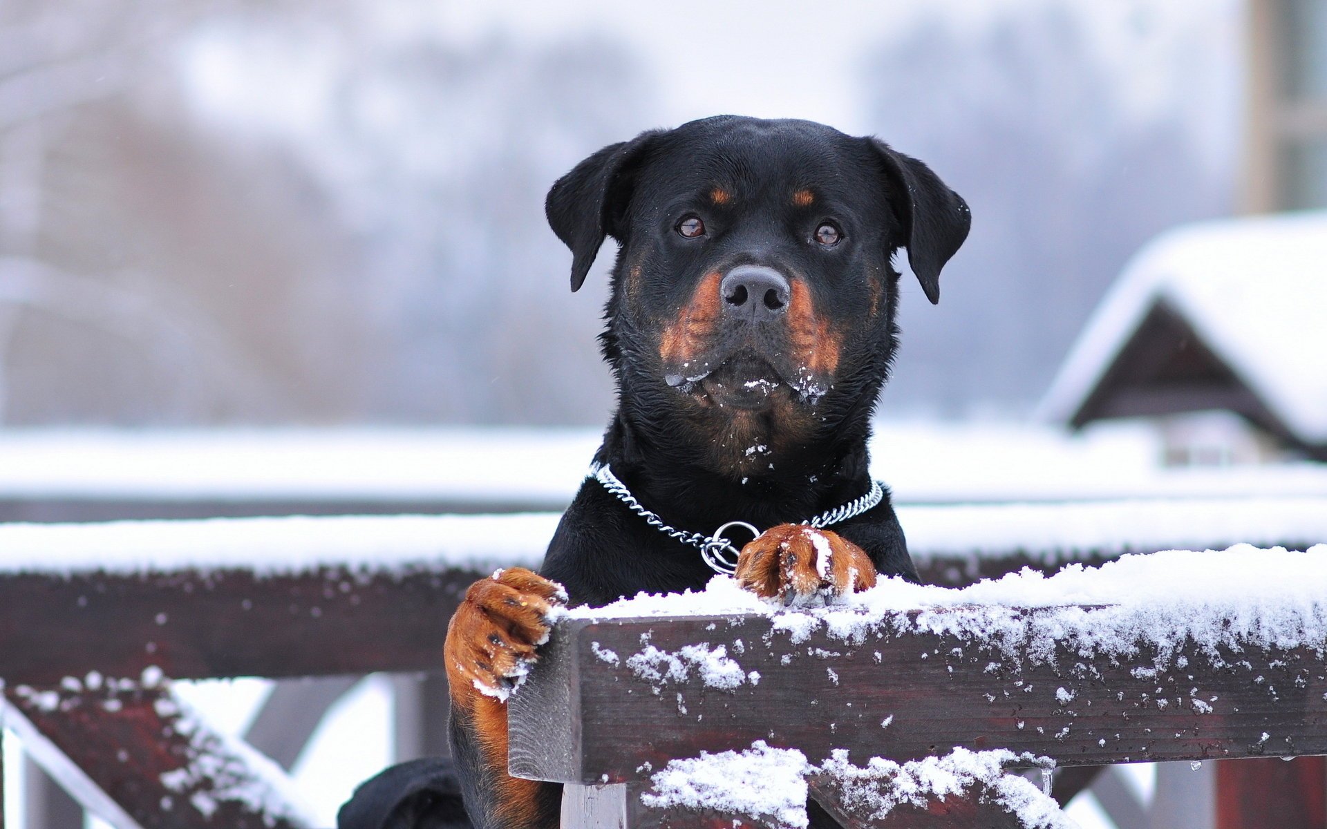 perro amigo guardián