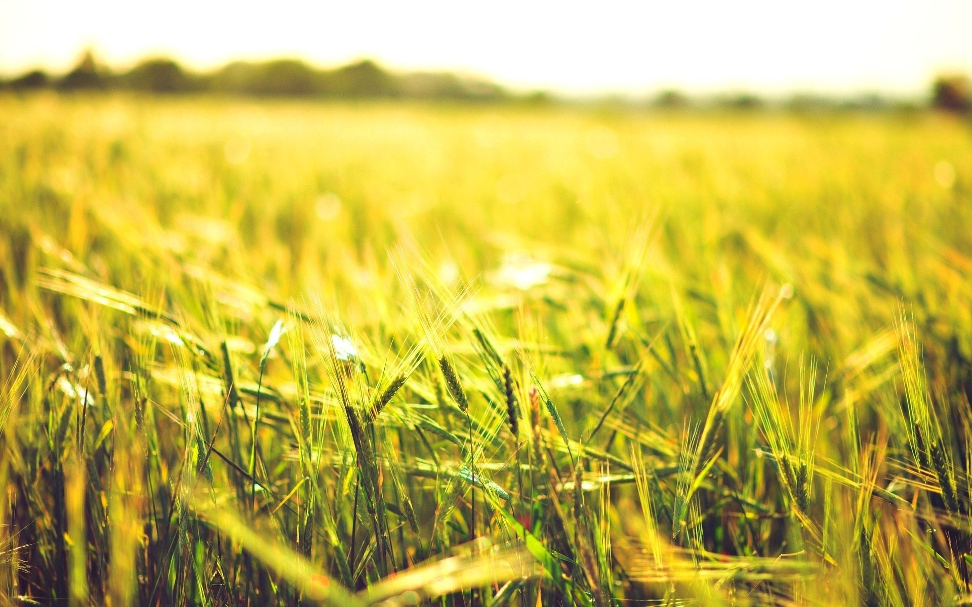 gros plan blé épis seigle soleil champ épillets champ