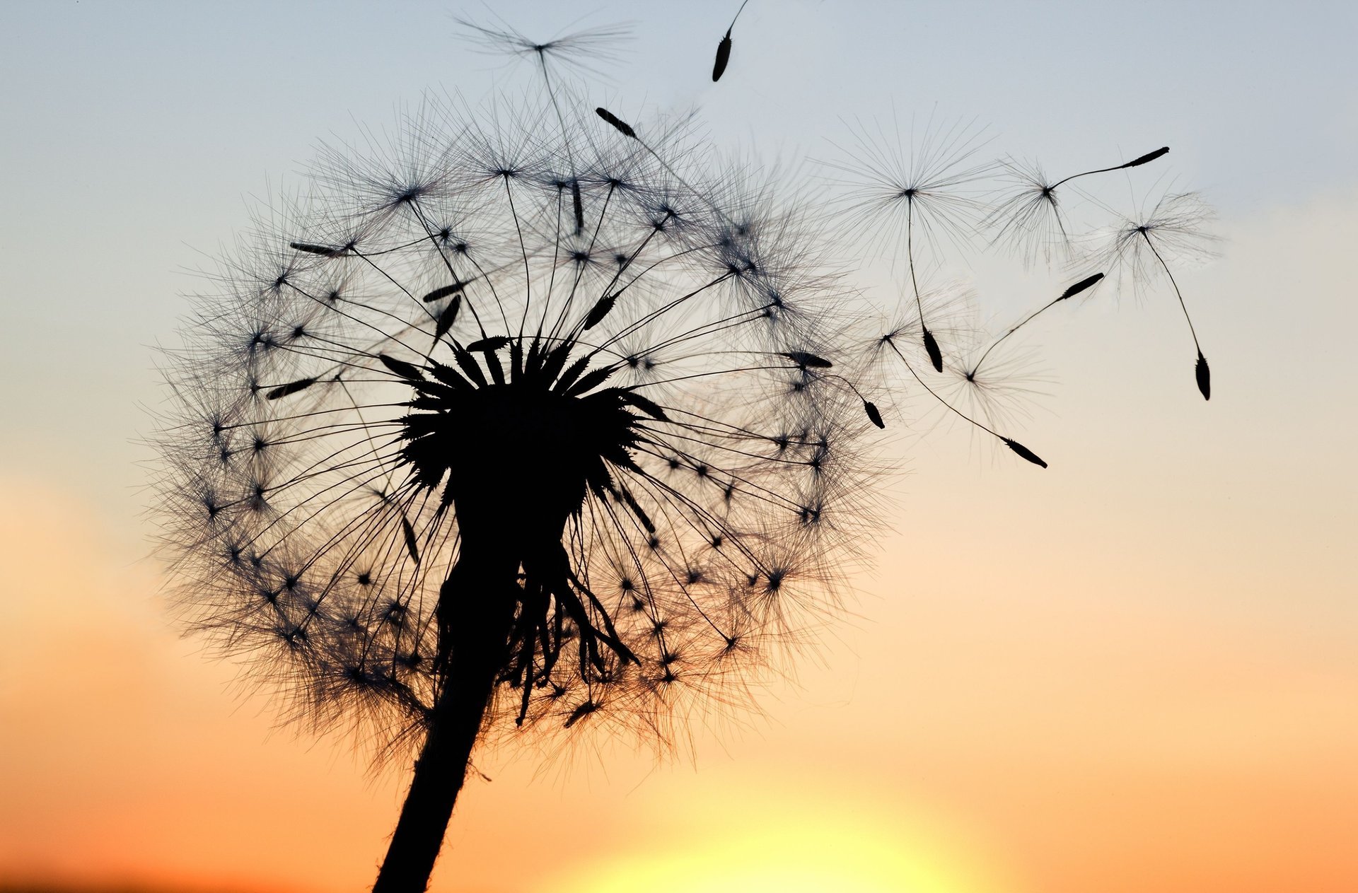 fleurs gros plan silhouette pissenlit coucher de soleil plante ciel