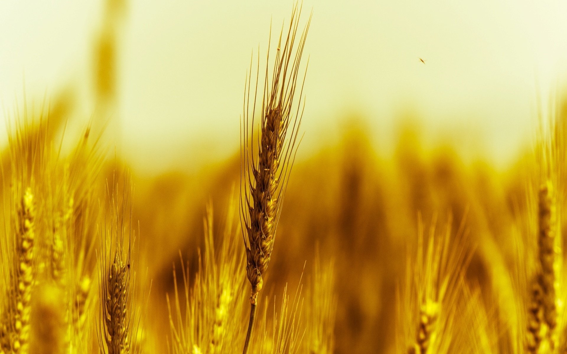 gros plan épis épis blé nature seigle