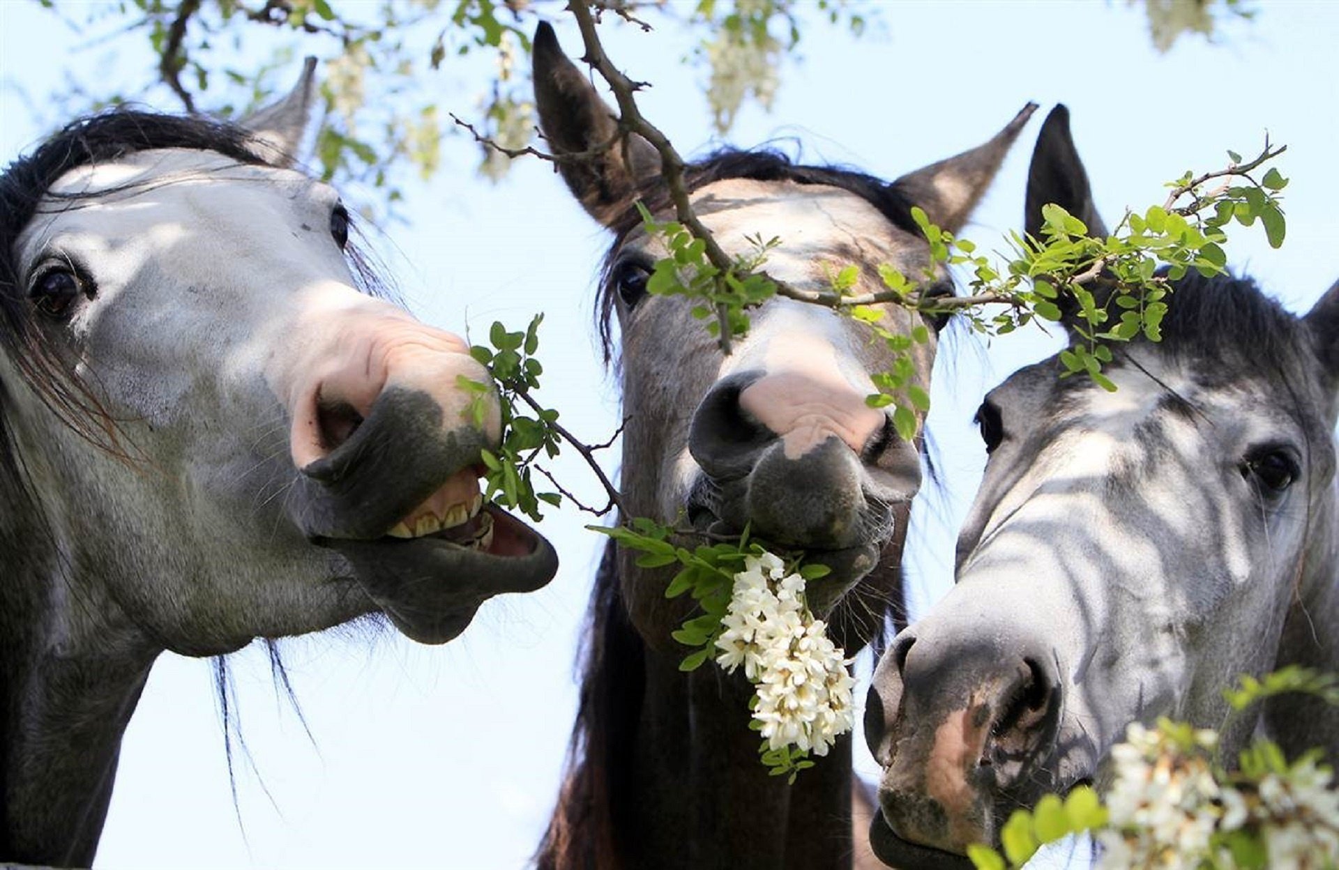 horse acacia white horses tree