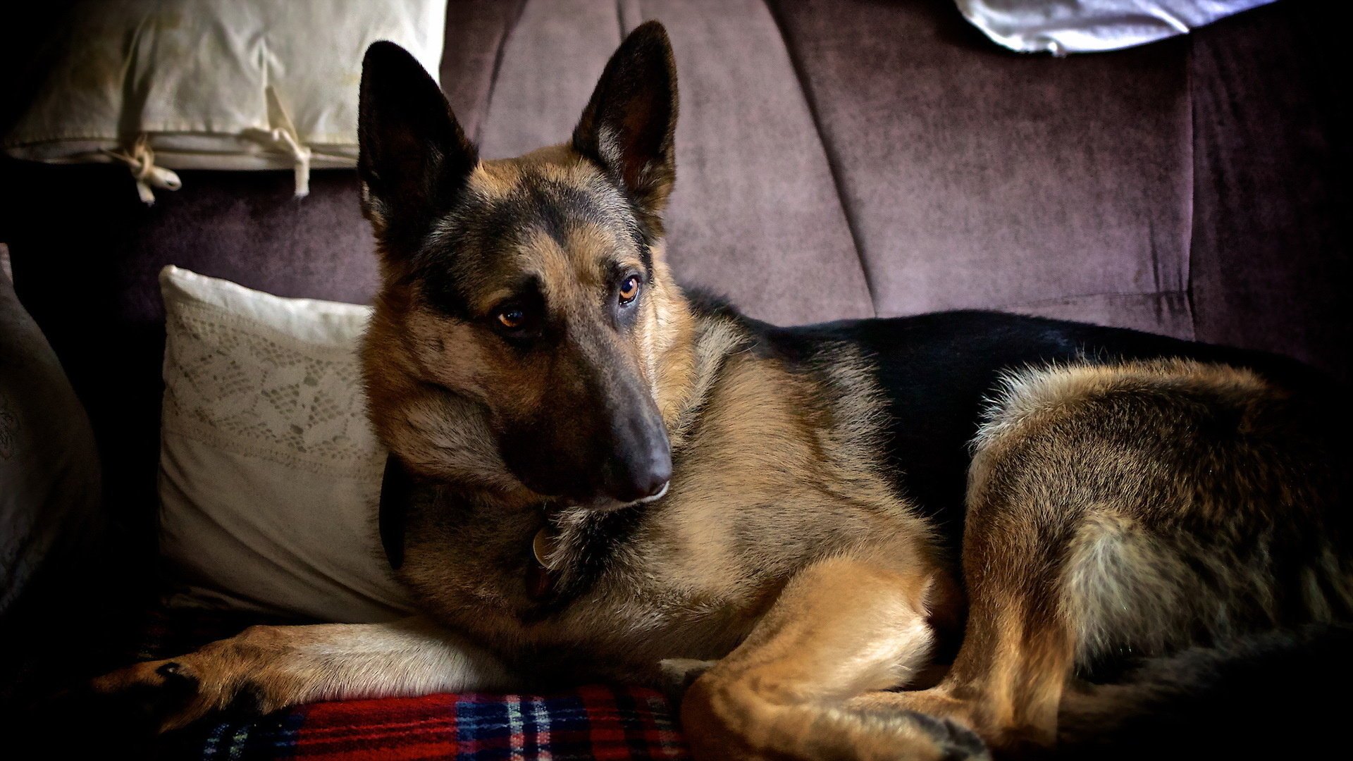 cane sguardo amico