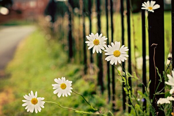 Marguerites et clôture le long de la route