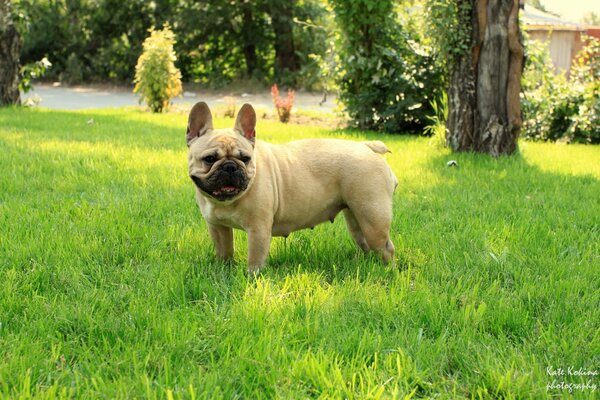 French bulldog on the green lawn