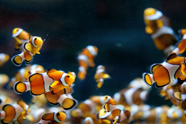 Clownfische schwimmen im Aquarium