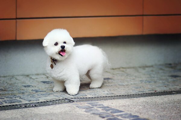 Petit chien en peluche blanc