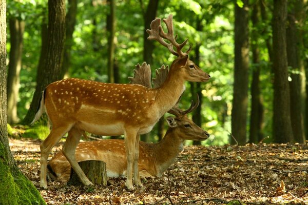 Gehörnte Hirsche ruhen sich in der Natur aus