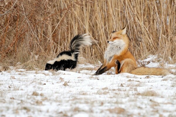 Fox and skunk in the reeds in the snow