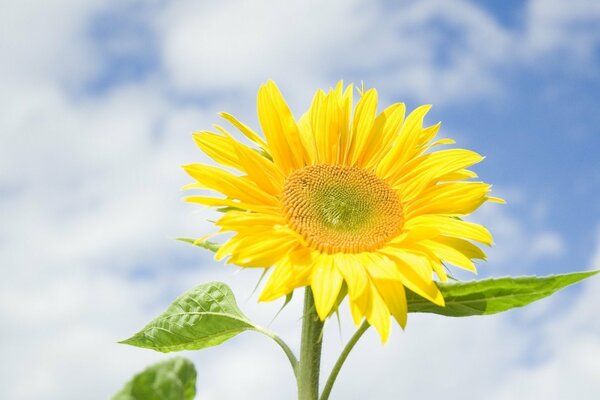 Girasole giallo brillante su sfondo non fiorito