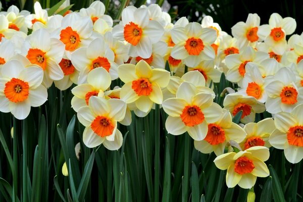 Lots of bright daffodils with green leaves