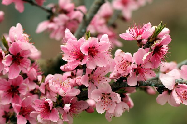 Lots of pink flowers on the branch