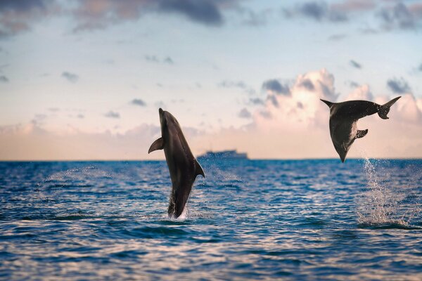 Dolphins jumped out of the sea against the backdrop of a sailing ship