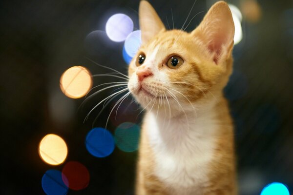 Chaton roux avec des reflets colorés