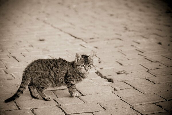 Chat gris, jour gris, vie grise